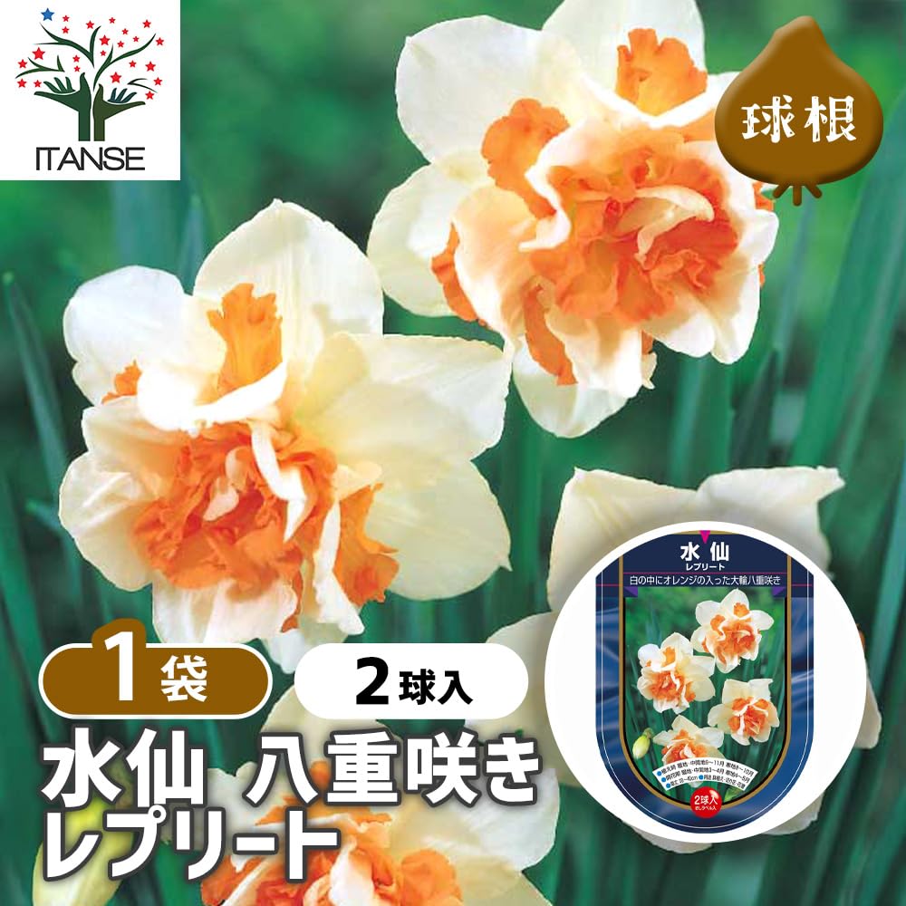 Amazon.co.jp: ITANSE 花球根 八重咲き水仙 レプリート 2球入り